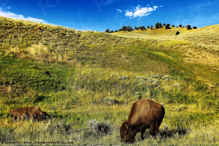 Bisons North American Buffaloes Lamar Valley Yellowstone National Park Wyoming USA www.remylacroixphoto.com