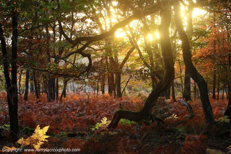 Bommiers for�t Fontissant Berry Indre Centre Val de Loire France