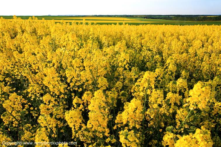 Plaimpied Champ colza Cher Berry Centre Val de Loire France