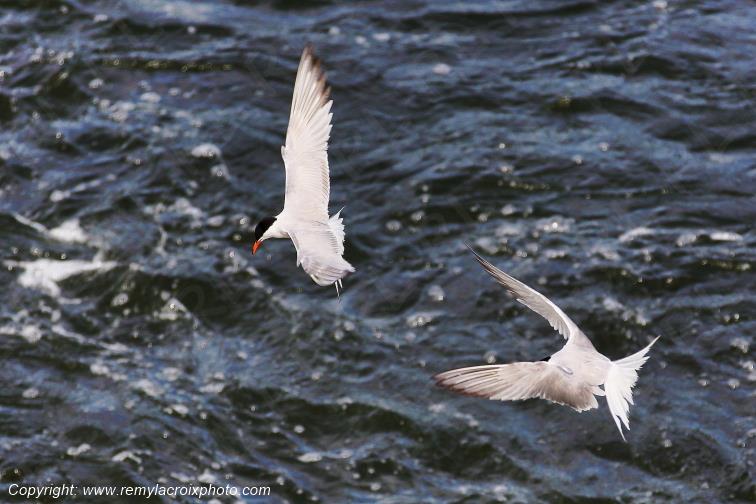 Sternes Naines en vol au dessus de la Loire Centre Val de Loire France www.remylacroixphoto.com