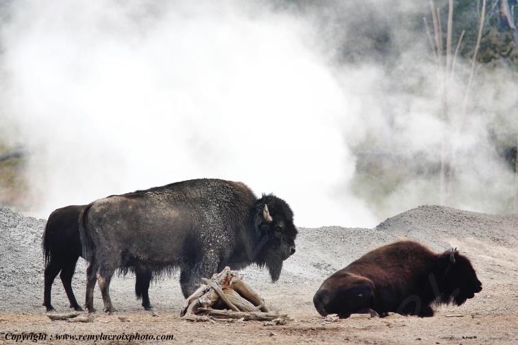 American Buffalo Bison Hayden Valley Yellowstone National Park Wyoming USA www.remylacroixphoto.com