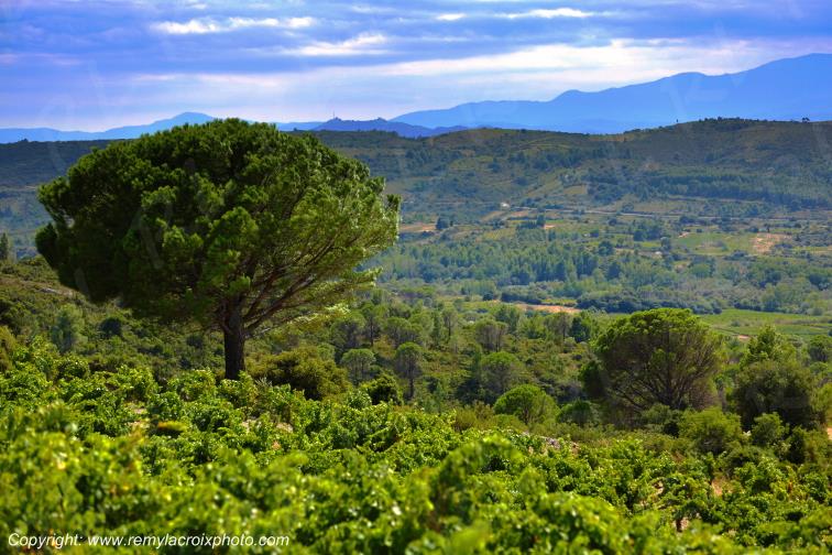 Haut Fitou vignoble Corbi�res Aude Occitanie France www.remylacroixphoto.com