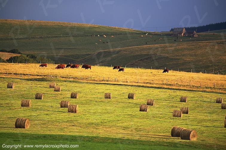 C�zallier Allanche vaches Salers Cantal Auvergne Rh�ne-Alpes France www.remylacroixphoto.com