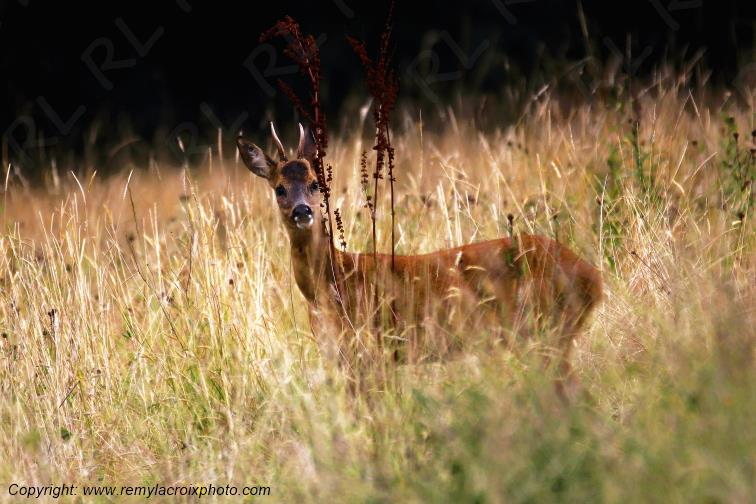 Chevreuil brocard Tranzault Indre Centre Val de Loire France www.remylacroixphoto.com