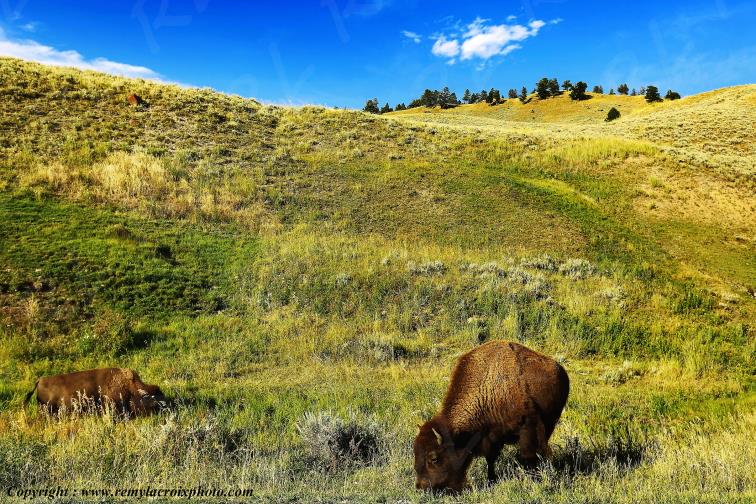 Bisons d'Am�rique american buffalo Lamar Valley Yellowstone National Park www.remylacroixphoto.com