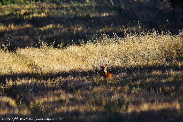 Chevreuil brocard Tranzault Indre Centre Val de Loire France www.remylacroixphoto.com