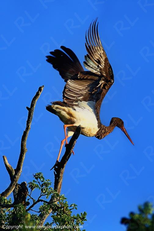 Cigogne Noire Tranzault Val de Bouzanne Indre France www.remylacroixphoto.com