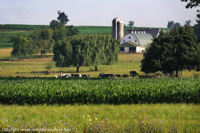 Paradise Lancaster Dutch County Amish Buggy Pennsylvania Pennsylvanie USA ww.remylacroixphoto.com