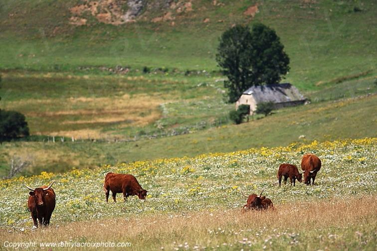 C�zallier Allanche vaches Salers Cantal Auvergne Rh�ne-Alpes France www.remylacroixphoto.com