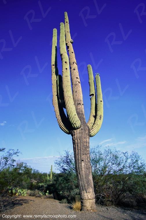 Saguaro National Monument Giant cactus Arizona USA www.remylacroixphoto.com