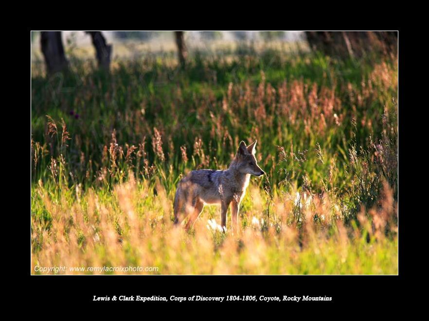 Lewis & Clark Expedition Corps of Discovery 1804-1806 Coyote