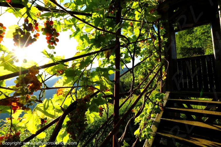 Hautpoul Jardin M�di�val Tarn Occitanie Midi Pyr�n�es France www.remylacroixphoto.com