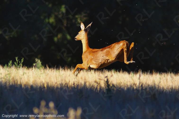 Chevreuil chevrette Tranzault Indre Centre Val de Loire France www.remylacroixphoto.com