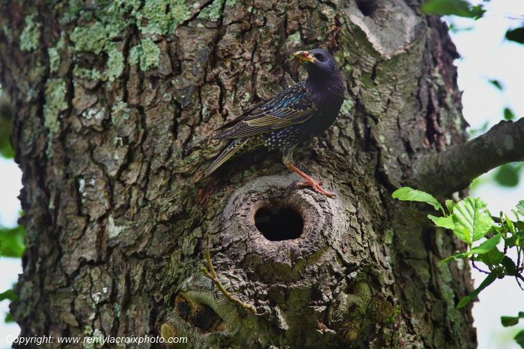 �tourneau nich�e Allier Auvergne Rh�ne Alpes France www.remylacroixphoto.com