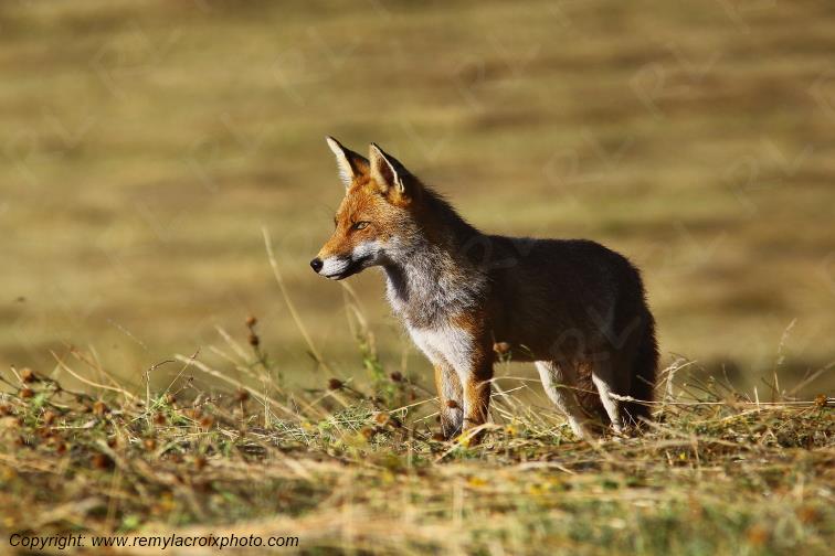Renard Roux Val de Bouzanne Indre Berry Centre Val de Loire France www.remylacroixphoto.com