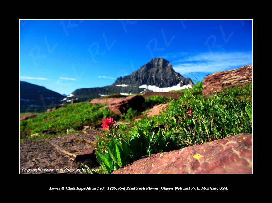 Lewis & Clark Expedition 1804-1806 Red Paintbrush Flower Logan Pass Glacier National Park Montana USA