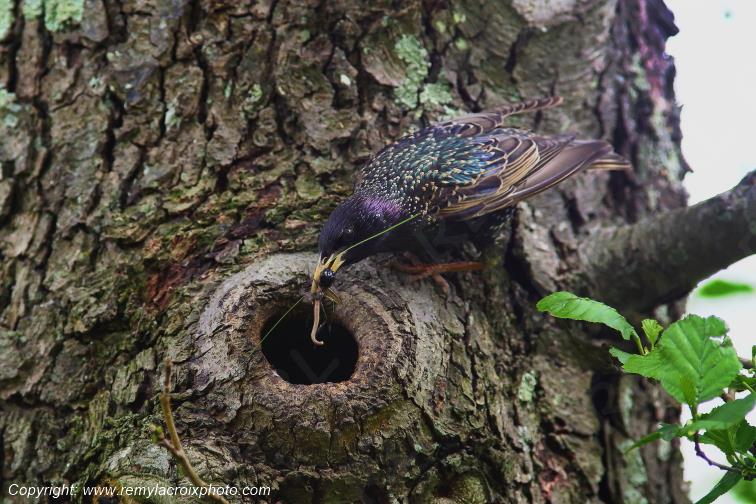 �tourneau nich�e Allier Auvergne Rh�ne Alpes France www.remylacroixphoto.com