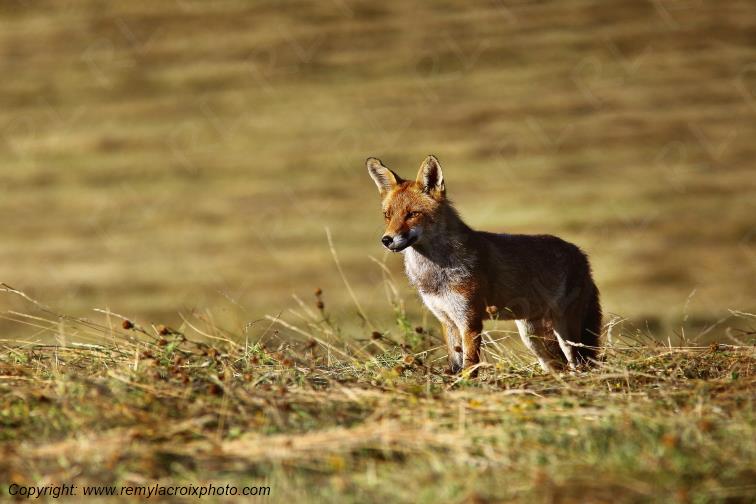 Renard Roux Val de Bouzanne Indre Berry Centre Val de Loire France www.remylacroixphoto.com