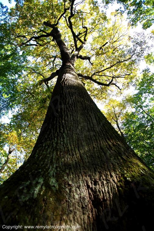 Tron�ais ch�ne C.Louis Philippe for�t Allier Auvergne France