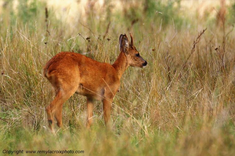 Chevreuil brocard Tranzault Indre Centre Val de Loire France www.remylacroixphoto.com