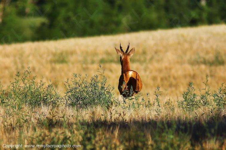 Chevreuil brocard Tranzault Indre Centre Val de Loire France www.remylacroixphoto.com