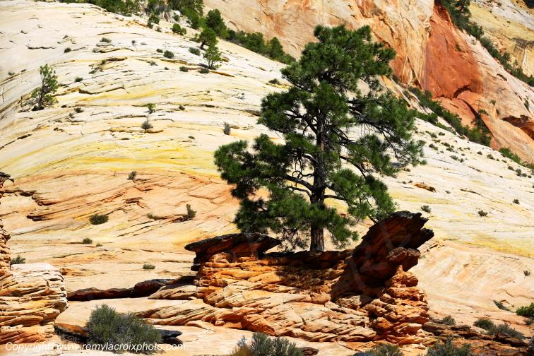 Mount Carmel Highway Zion National Park Utah USA