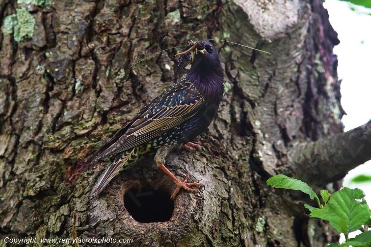 �tourneau nich�e Allier Auvergne Rh�ne Alpes France www.remylacroixphoto.com