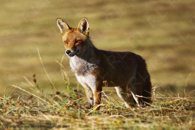 Renard Roux Val de Bouzanne Indre Berry Centre Val de Loire France www.remylacroixphoto.com