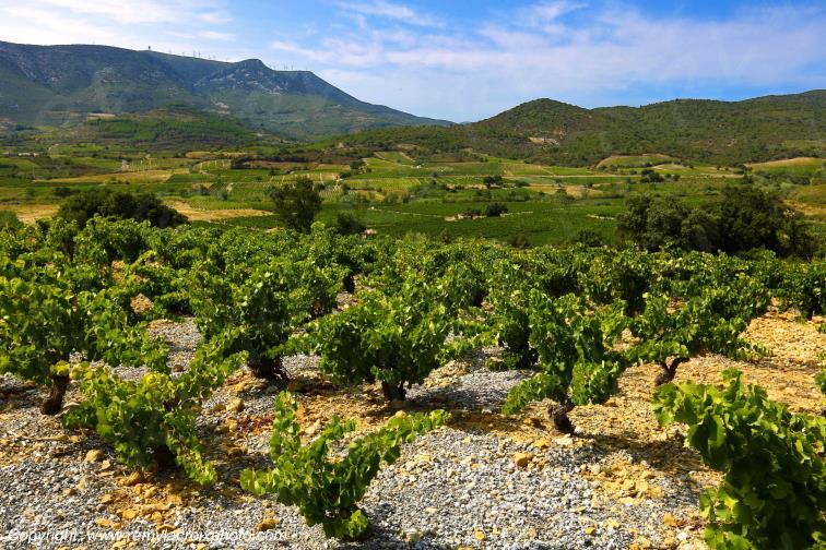 Vignoble du Haut-Fitou Corbi�res Aude France