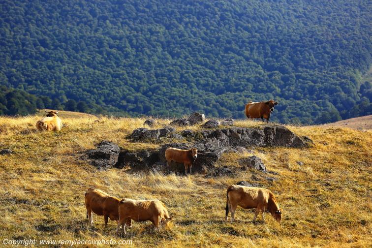 Aubrac Aveyron Occitanie France www.remylacroixphoto.com