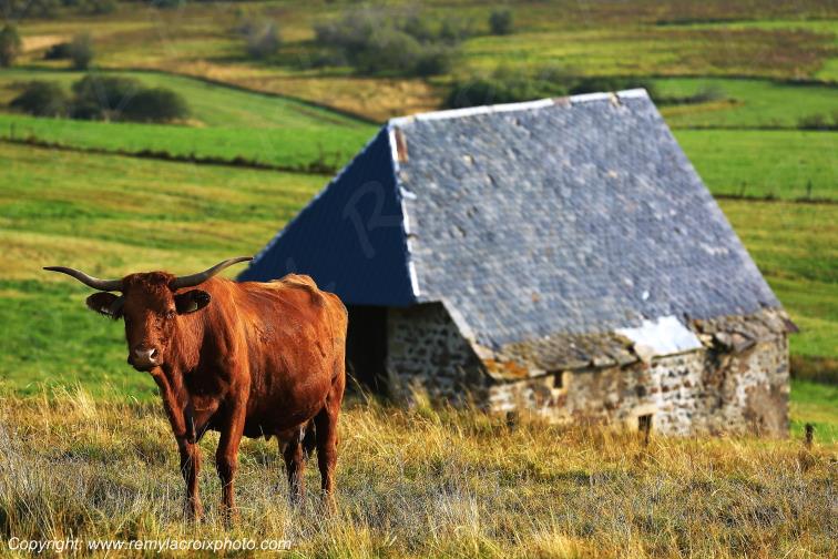 C�zallier La Godivelle vaches Salers Puy de D�me Auvergne Rh�ne-Alpes France www.remylacroixphoto.com