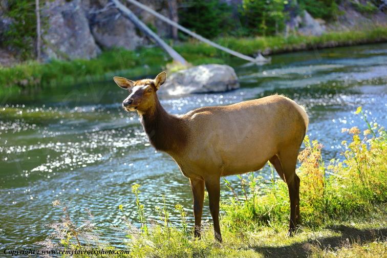 Wapiti Yellowstone National Park Wyoming USA www.remylacroixphoto.com