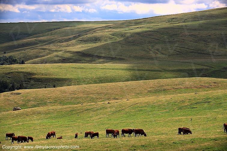 C�zallier La Terrisse vaches Salers Cantal Auvergne Rh�ne-Alpes France www.remylacroixphoto.com