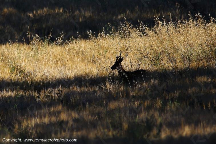 Chevreuil brocard Tranzault Indre Centre Val de Loire France www.remylacroixphoto.com