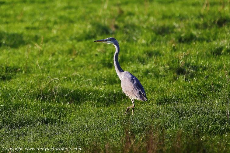 H�ron cendr� Parnay Cher Berry Centre Val de Loire France www.remylacroixphoto.com