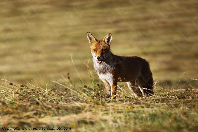 Renard Roux Val de Bouzanne Indre Berry Centre Val de Loire France www.remylacroixphoto.com