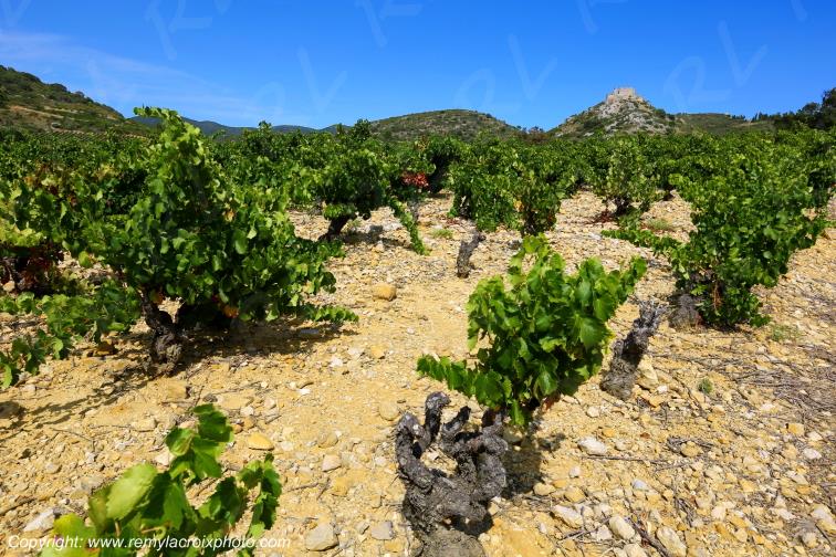 Ch�teau Cathare d'Aguilar vignoble du Haut-Fitou Corbi�res Aude France