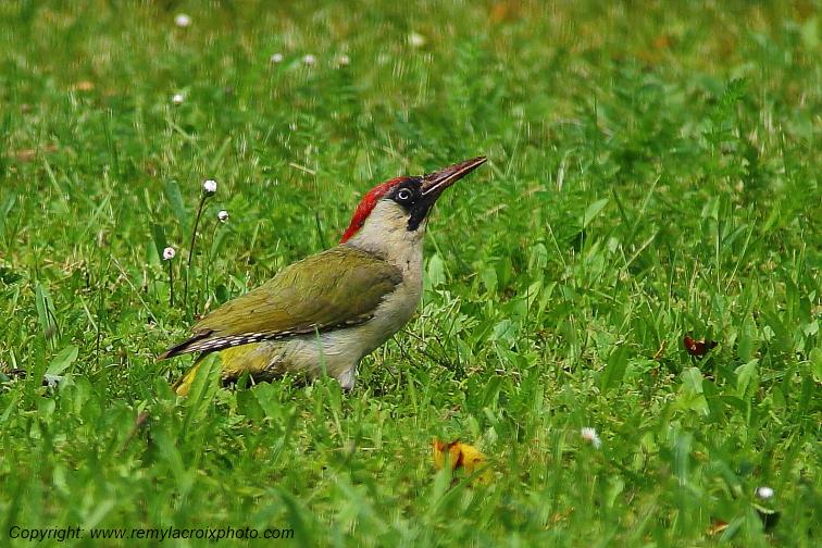 Pic-vert Parnay Cher Berry Centre Val de Loire France www.remylacroixphoto.com