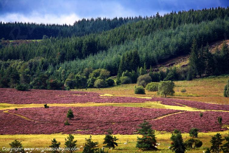 Tourbi�re du Long�roux plateau de Millevaches Corr�ze Limousin France