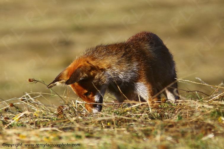 Renard Roux Val de Bouzanne Indre Berry Centre Val de Loire France www.remylacroixphoto.com