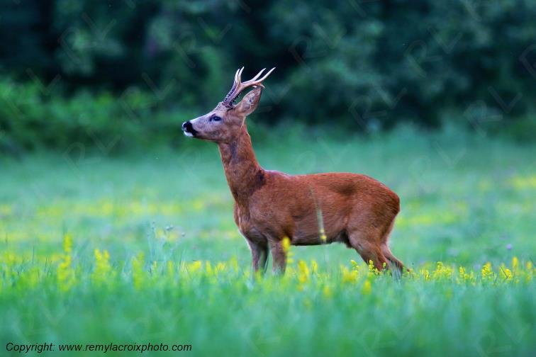 Chevreuil brocard Tranzault Indre Centre Val de Loire France www.remylacroixphoto.com