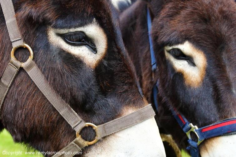 Anes Grand Noir du Berry foire aux �nes Ligni�res Cher Centre Val de Loire France