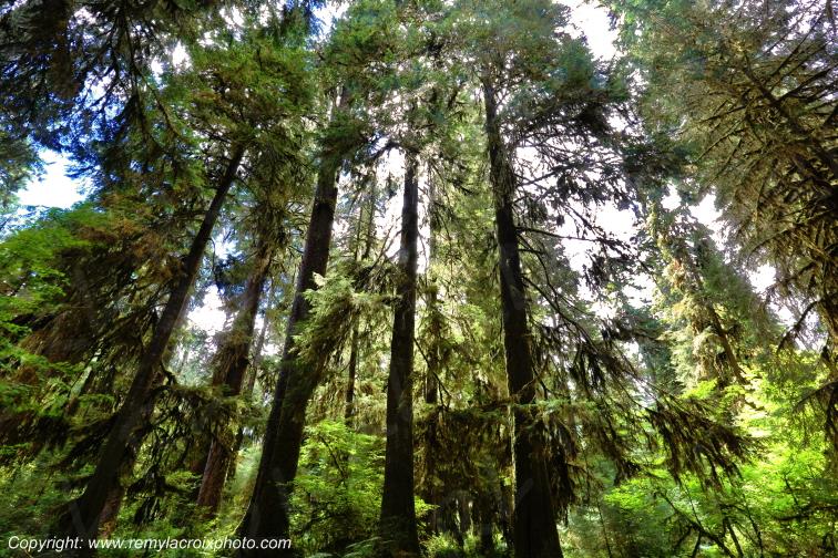 Hoh Rain Forest Olympic National Park Washington USA www.remylacroixphoto.com