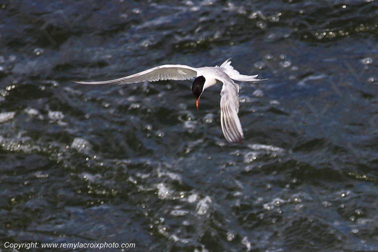 Sterne Naine en vol au dessus de la Loire Centre Val de Loire France www.remylacroixphoto.com