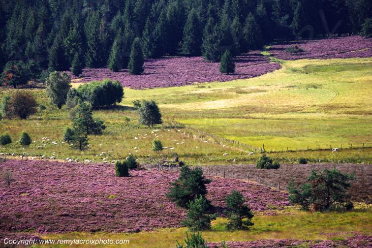 Tourbi�re du Long�roux plateau de Millevaches Corr�ze Limousin France