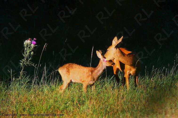Chevreuils chevrette et son faon Tranzault Indre Centre Val de Loire France www.remylacroixphoto.com