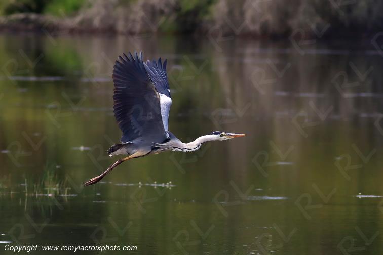 H�ron cendr� parc naturel r�gional de la Brenne Indre Centre Val de Loire France www.remylacroixphoto.com