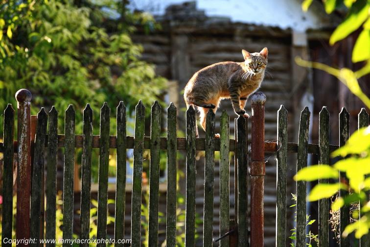 Chat Godinesti Banat Romania Roumanie www.remylacroixphoto.com