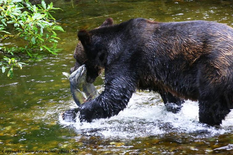 Grizzly Bear Ours Brun Fish Creek Alaska USA www.remylacroixphoto.com