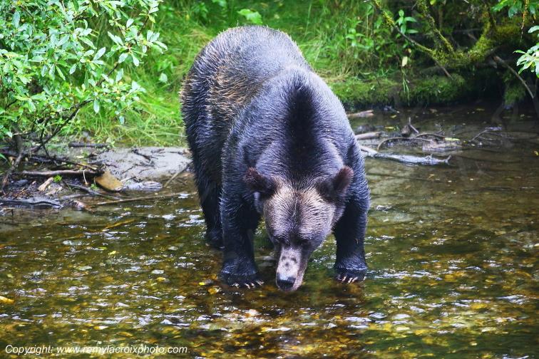 Grizzly Bear Ours Brun Fish Creek Alaska USA www.remylacroixphoto.com